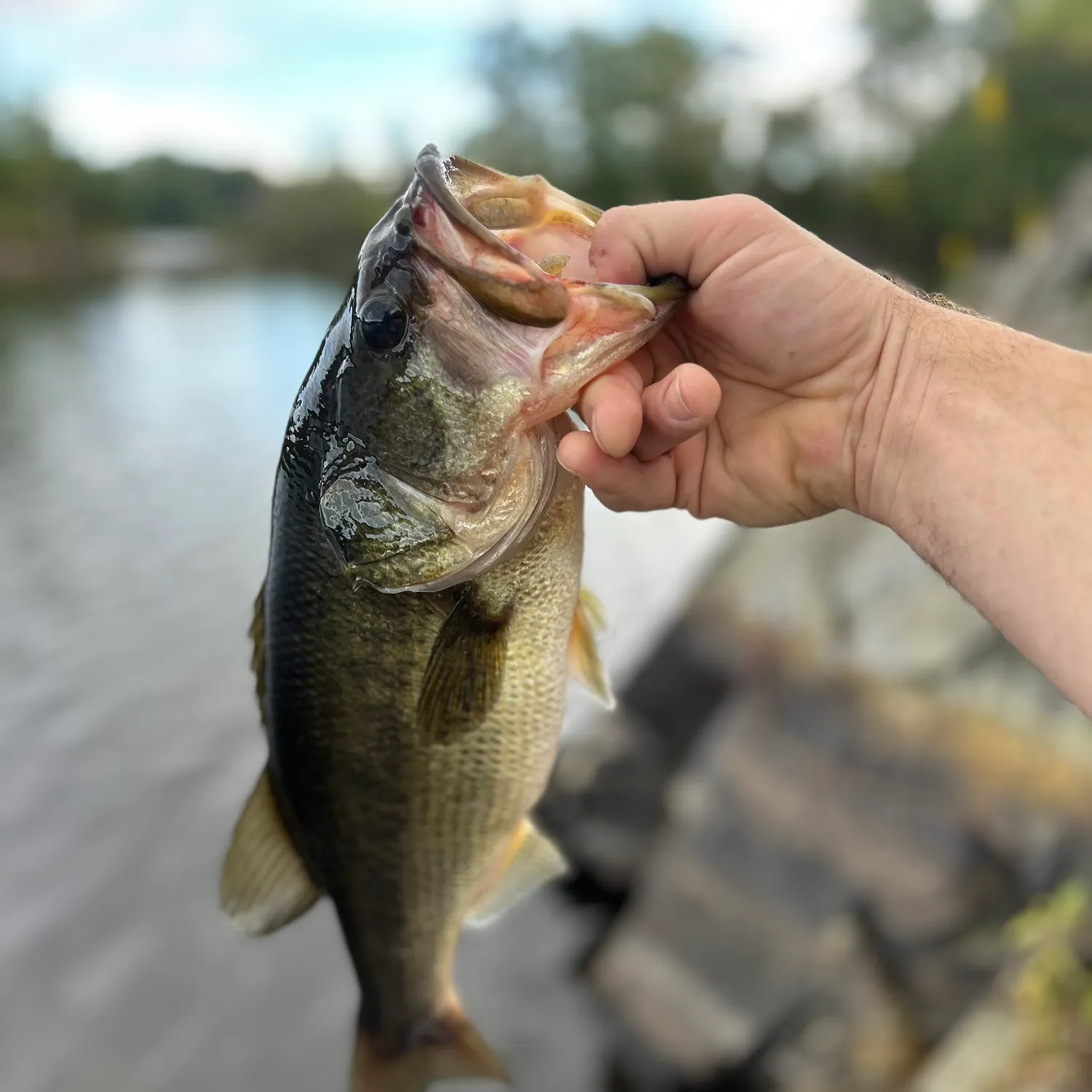 Largemouth bass caught on Fishbrain