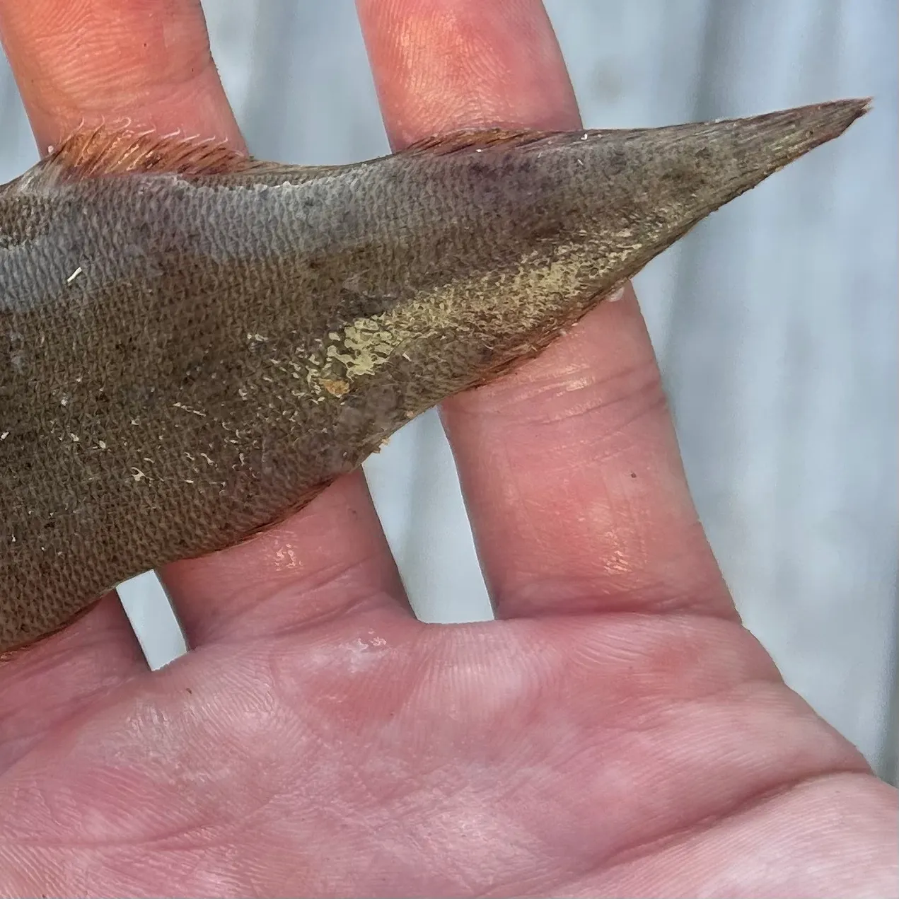 The most recent Common sole catches on Fishbrain