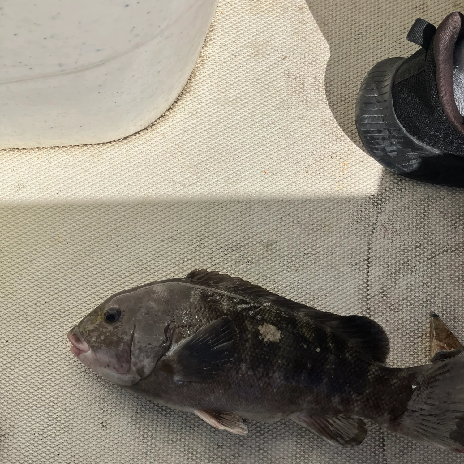 Tautog caught on Fishbrain