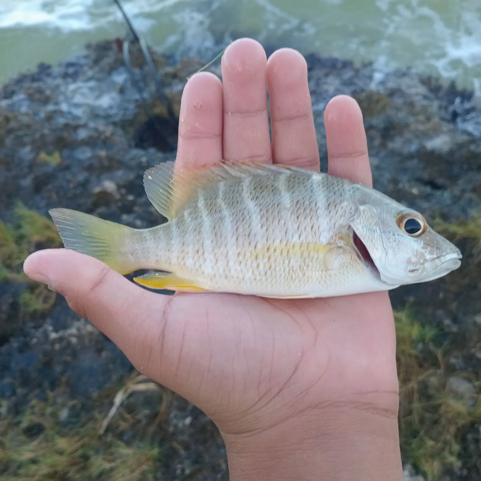 The most recent Dog Snapper catches on Fishbrain