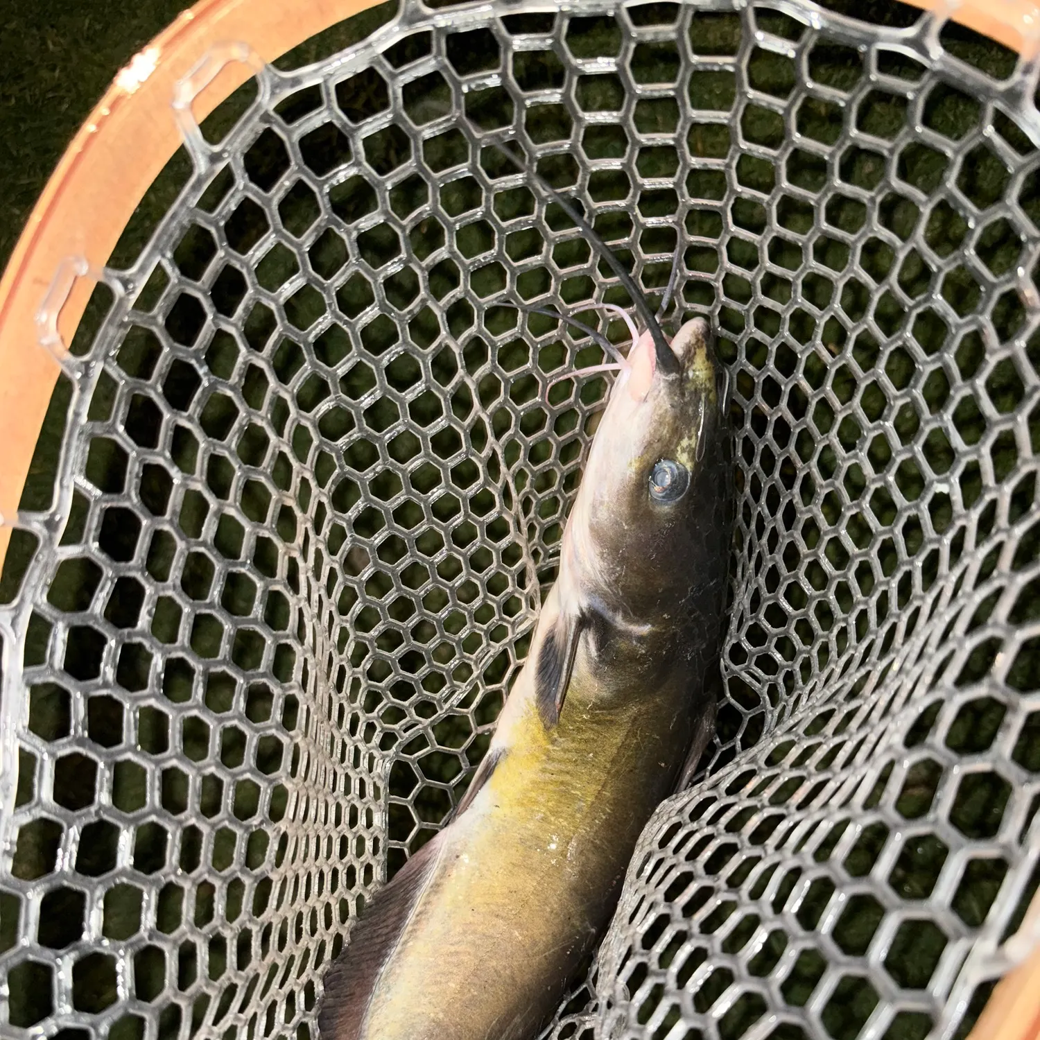 Channel catfish caught on Fishbrain