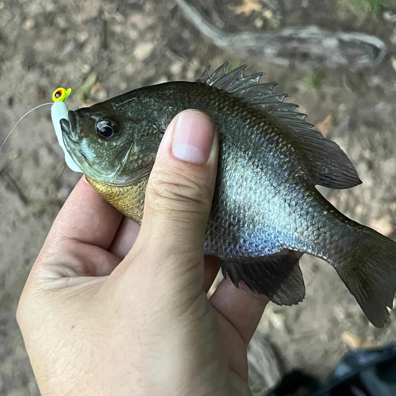 Bluegill caught on Fishbrain