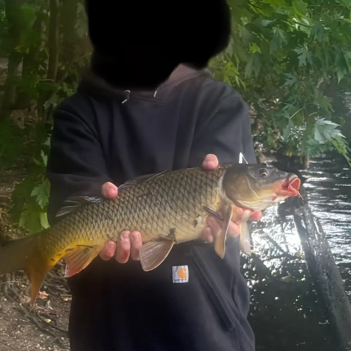 Common carp caught on Fishbrain