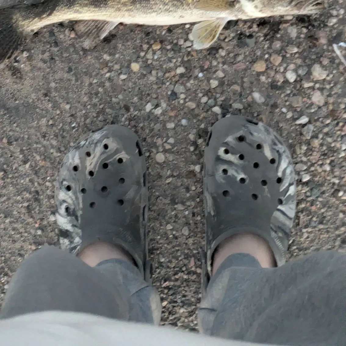 Sauger caught on Fishbrain