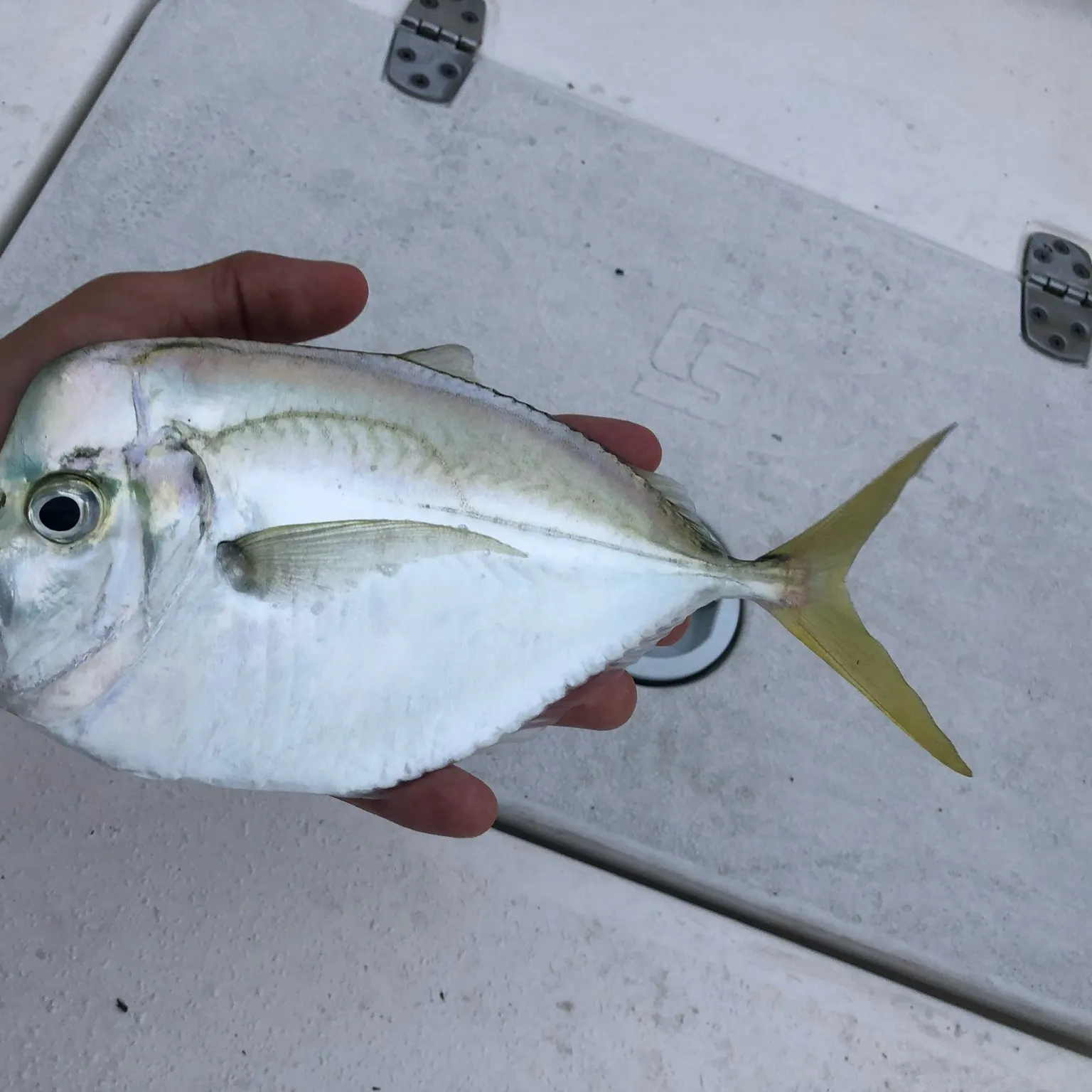 The most recent Atlantic moonfish catches on Fishbrain