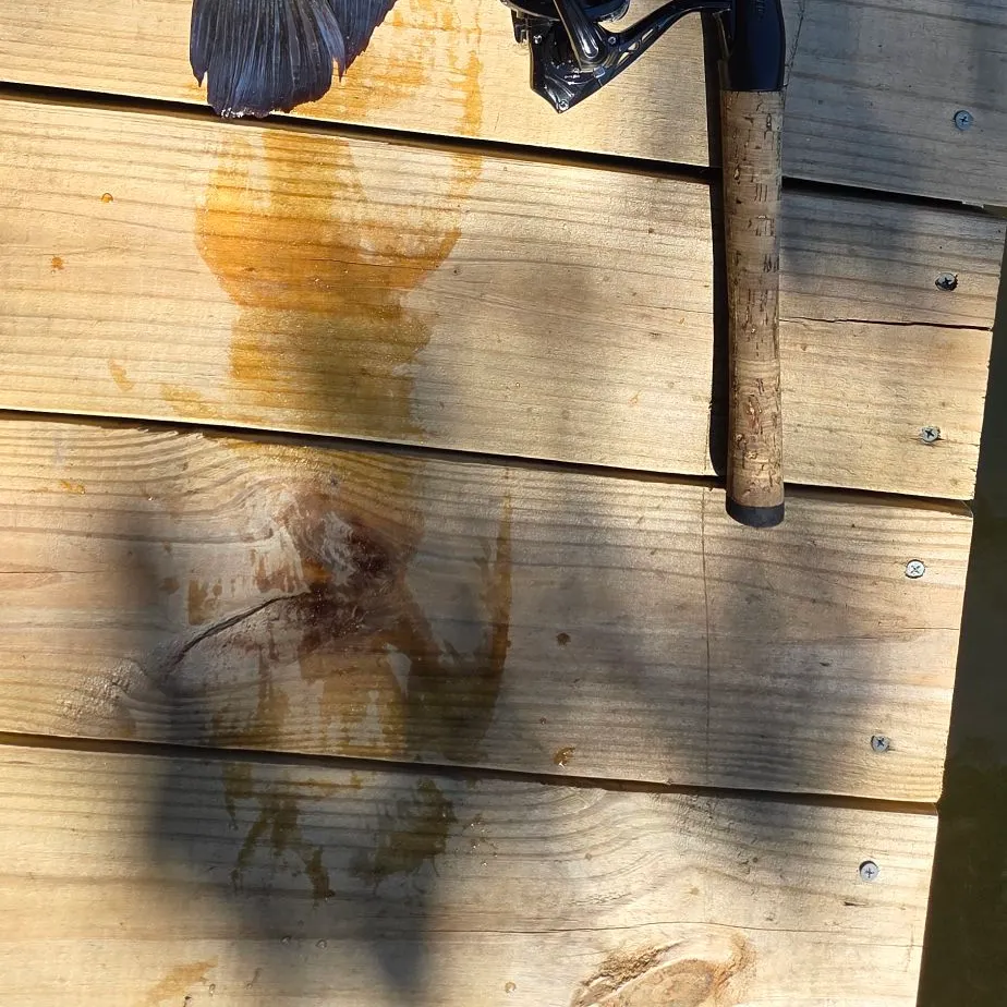 The most recent Mayan cichlid catches on Fishbrain