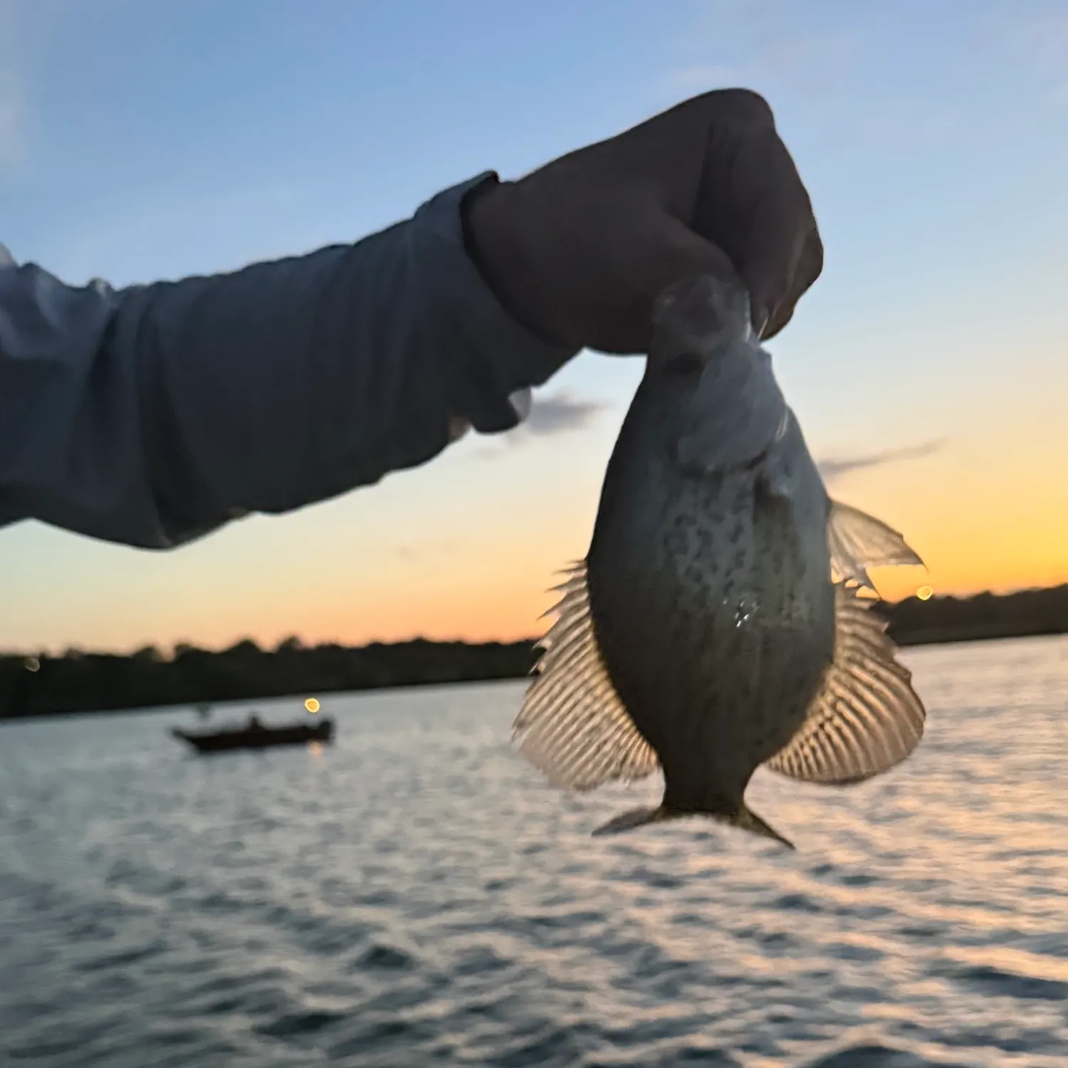 White crappie caught on Fishbrain