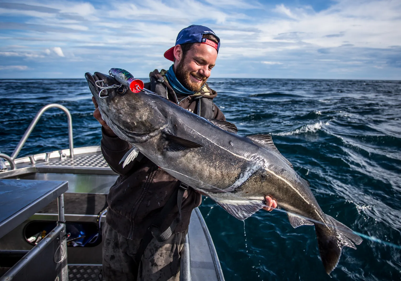 Atlantic pollock