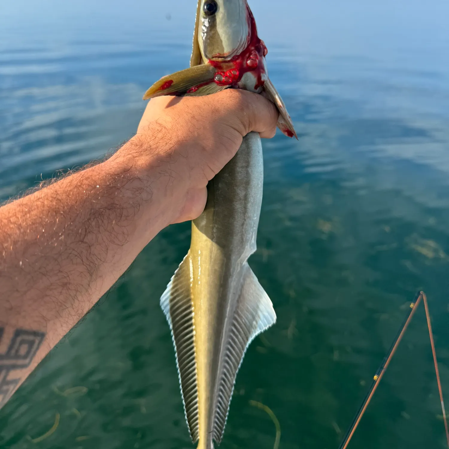 The most recent Live sharksucker catches on Fishbrain