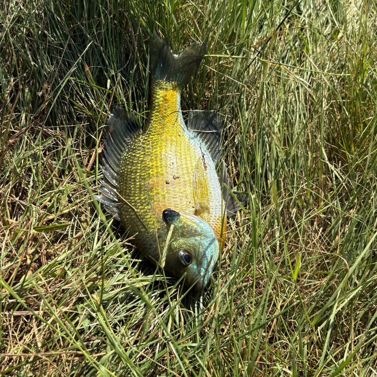 Bluegill caught on Fishbrain