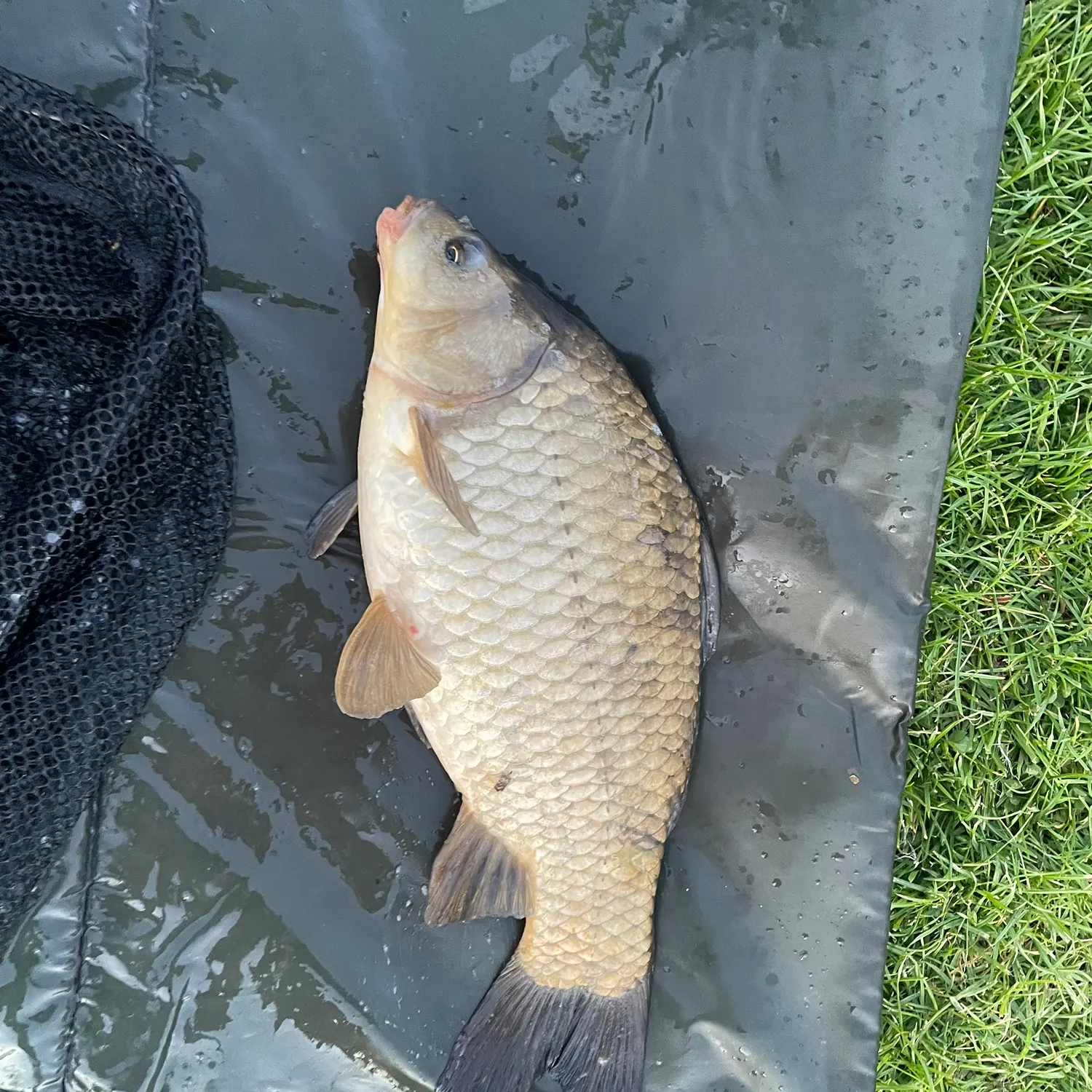 The most recent F1 carp catches on Fishbrain