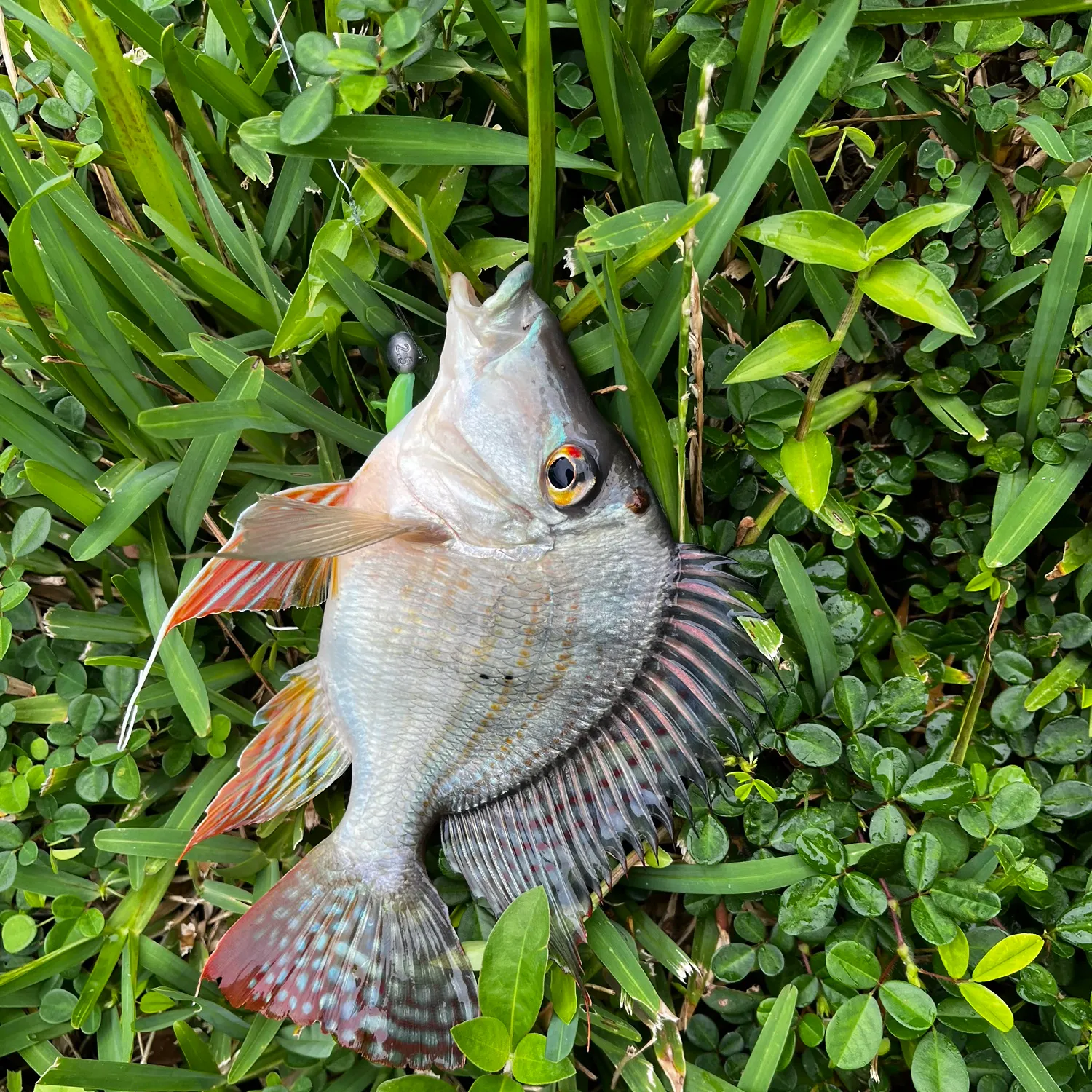 The most recent Eartheater cichlid catches on Fishbrain
