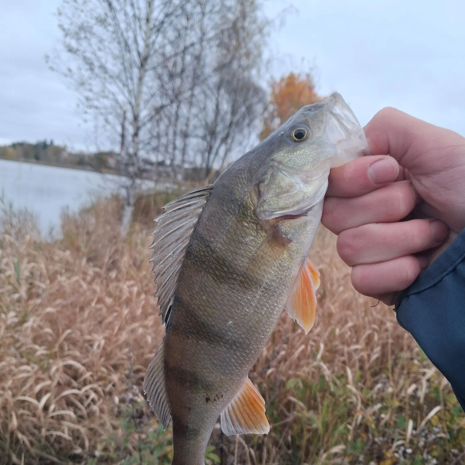 European perch caught on Fishbrain