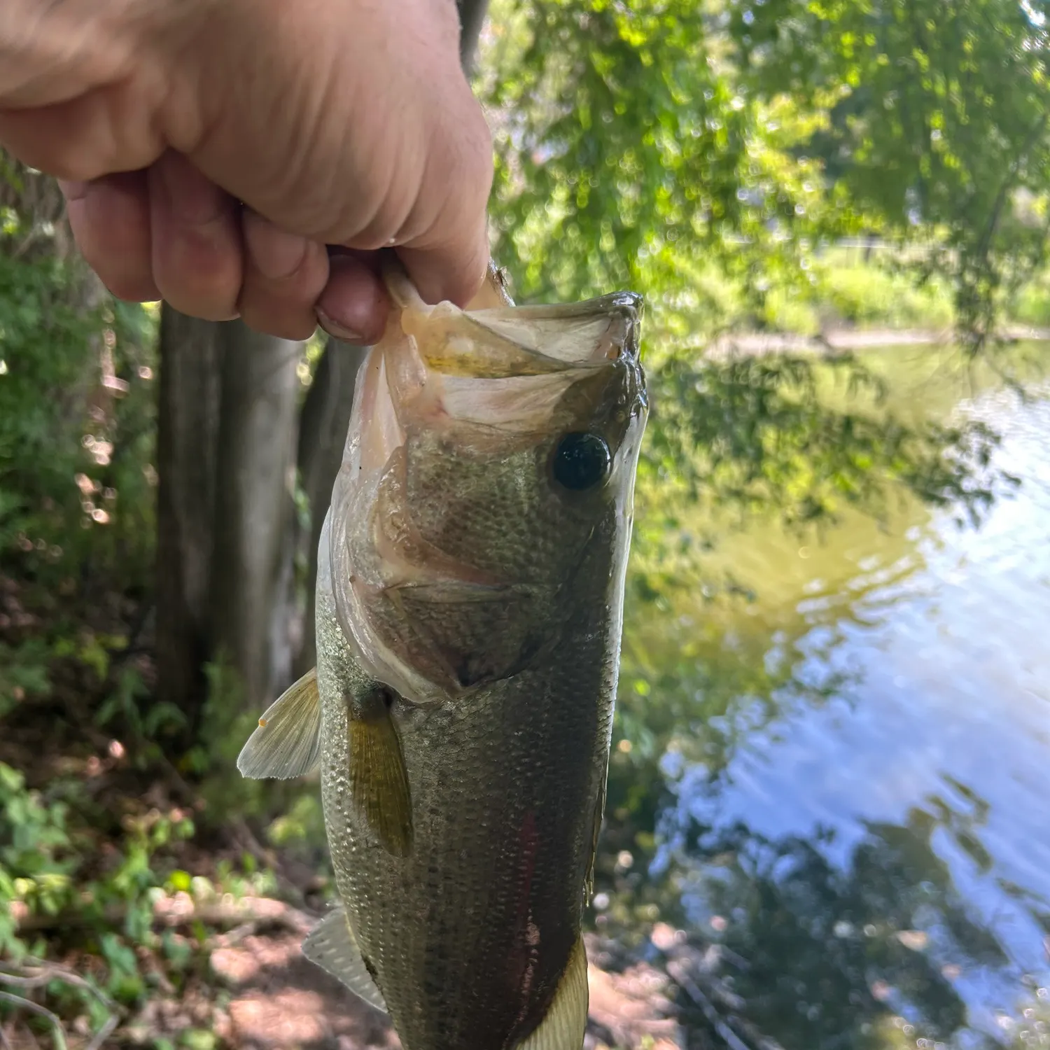 Fish caught on Fishbrain