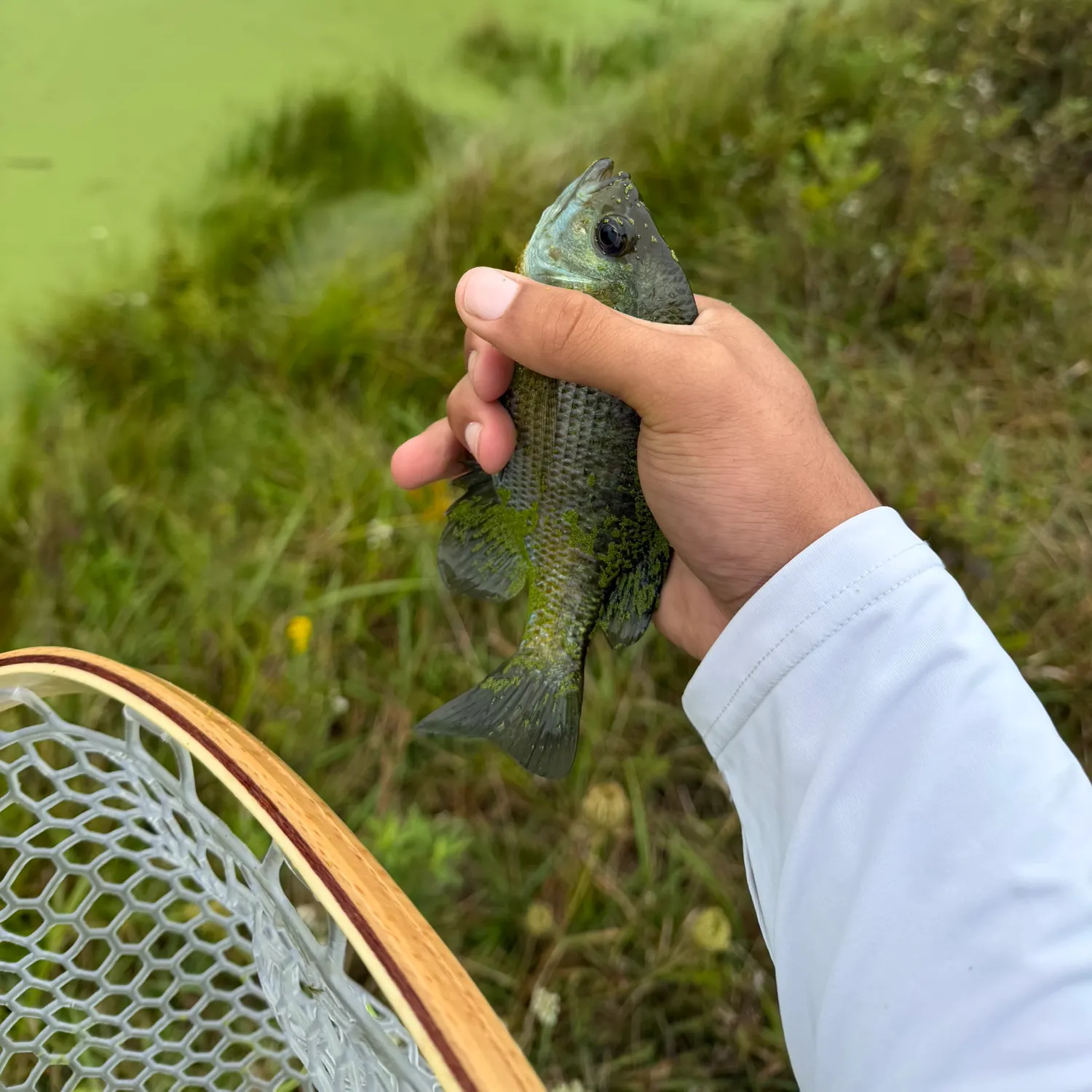 Bluegill caught on Fishbrain