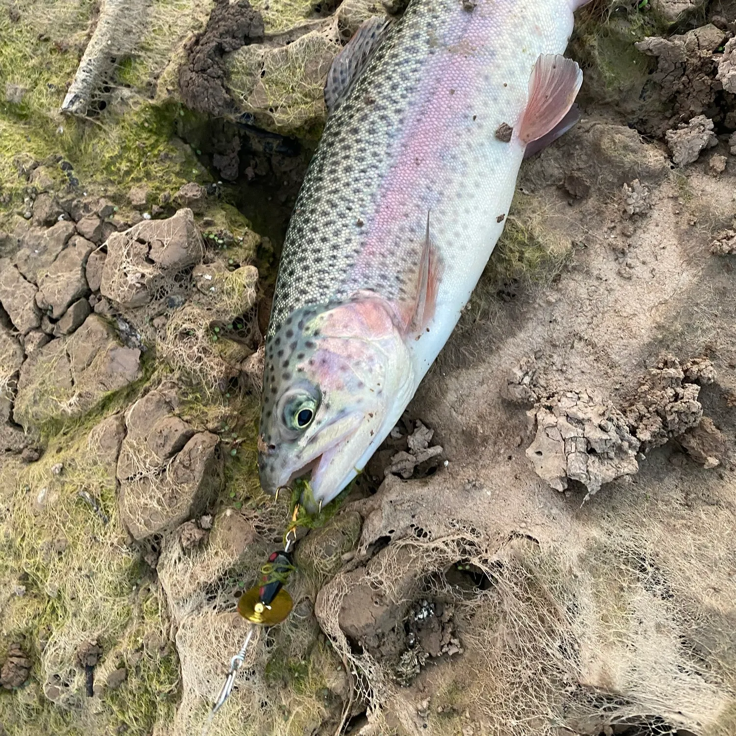 Rainbow trout caught on Fishbrain