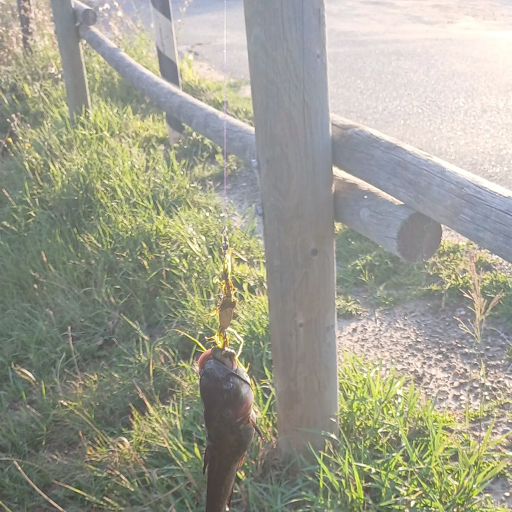 Black bullhead caught on Fishbrain