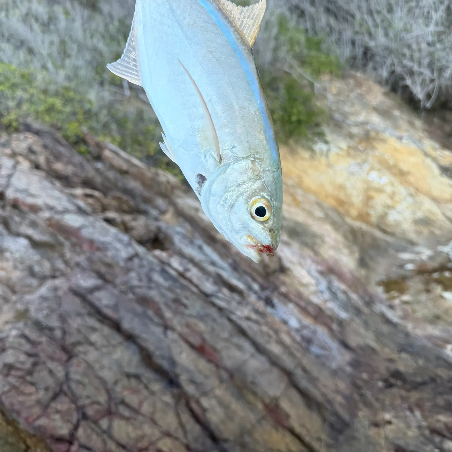 The most recent Bar jack catches on Fishbrain