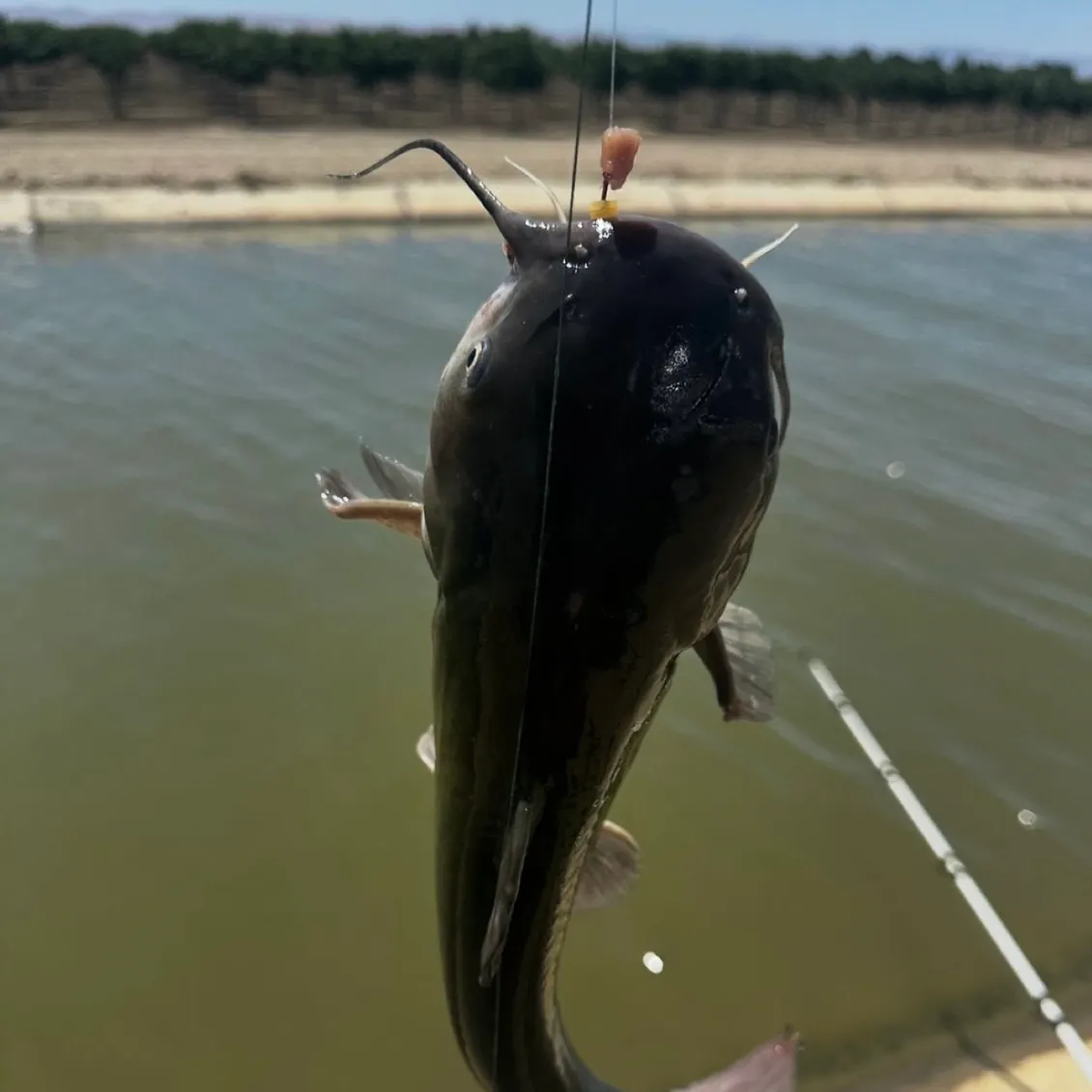 Black bullhead caught on Fishbrain