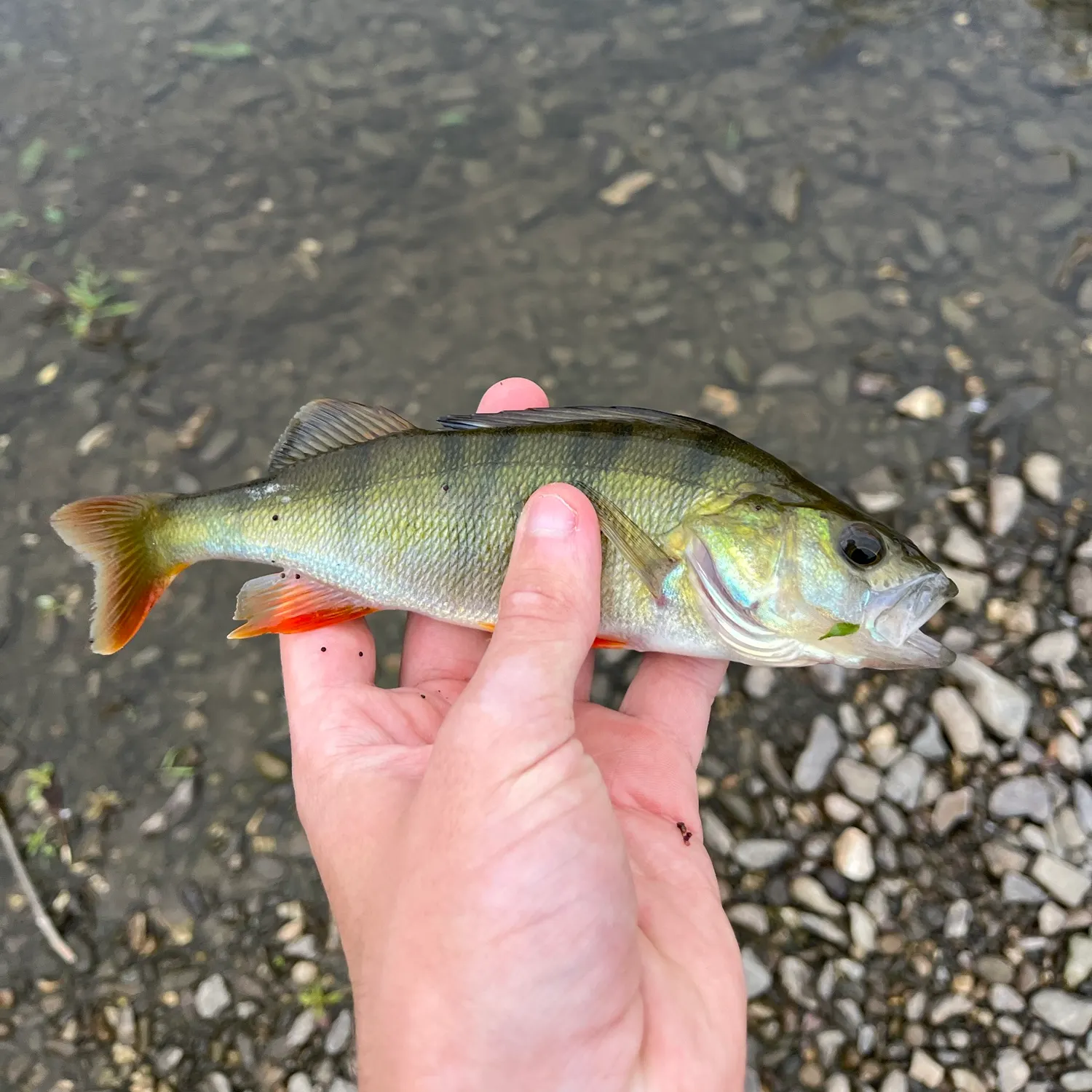 European perch caught on Fishbrain