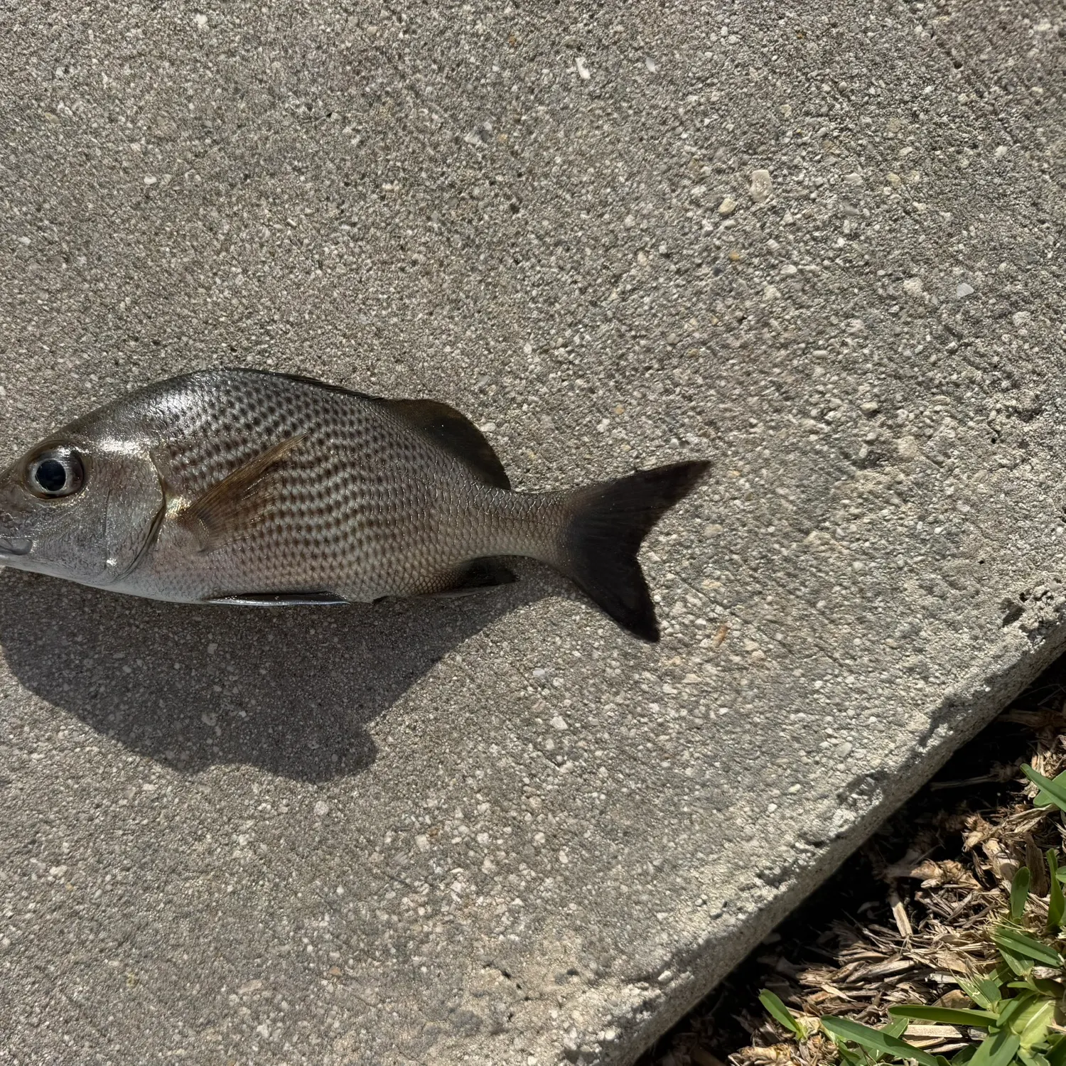 The most recent Sailor's choice grunt catches on Fishbrain