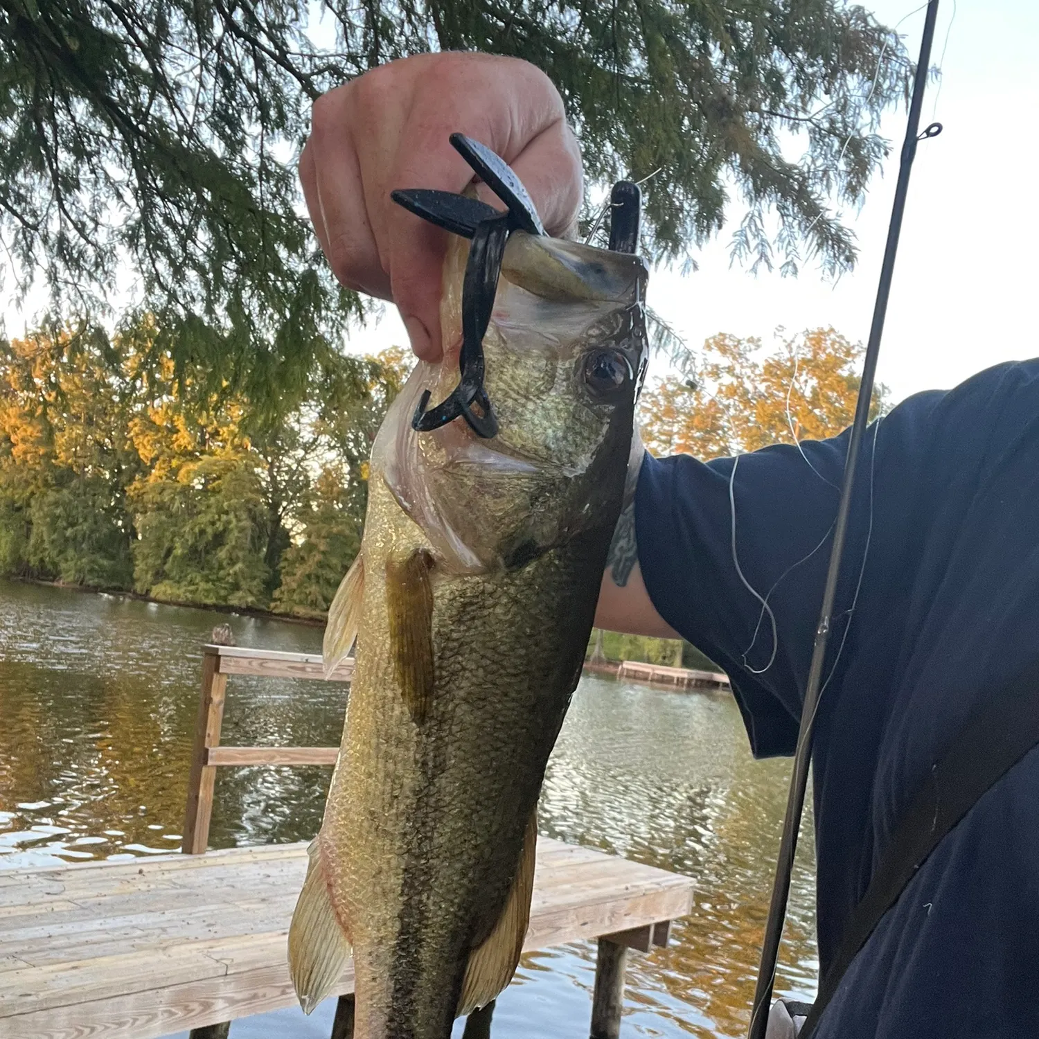Largemouth bass caught on Fishbrain
