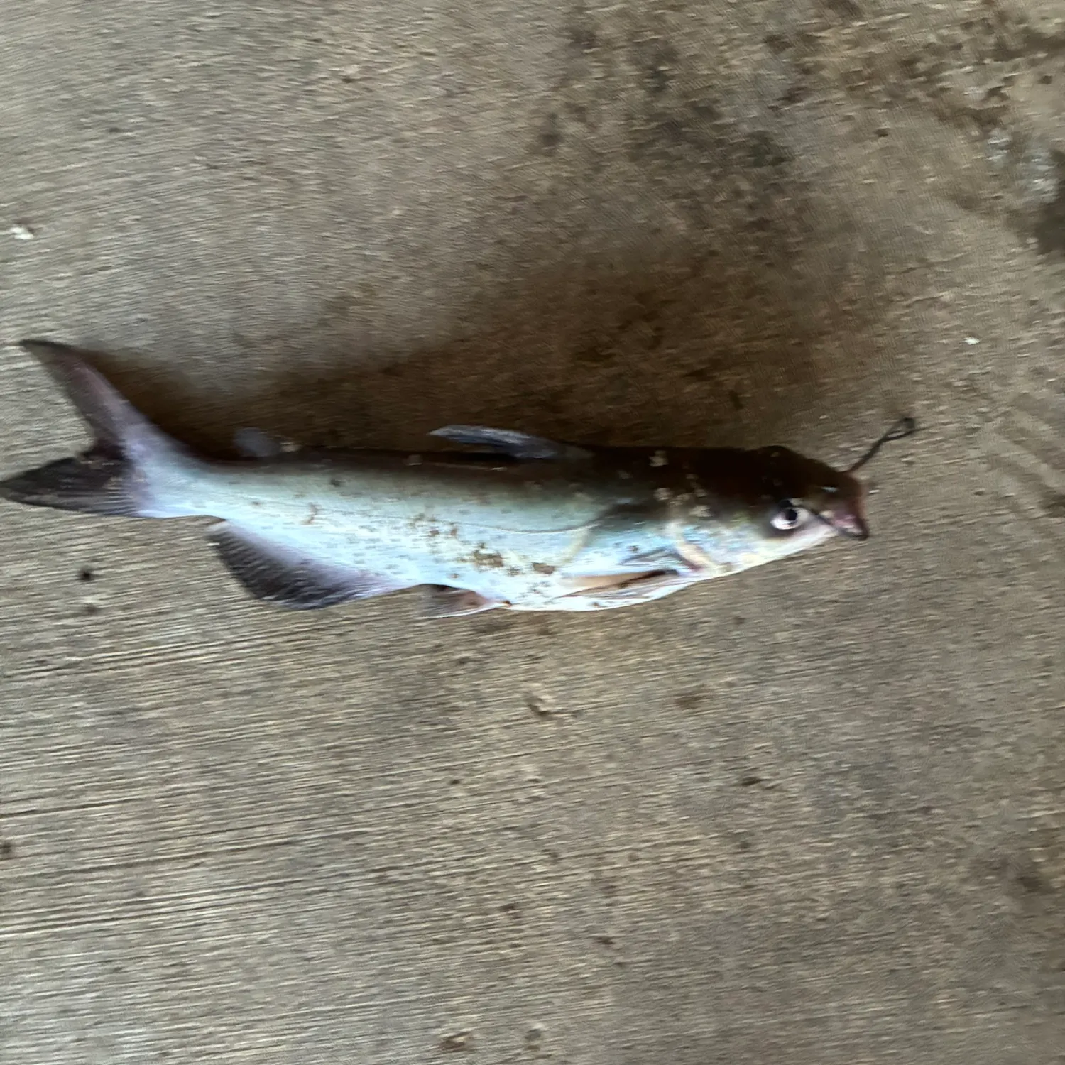 Channel catfish caught on Fishbrain