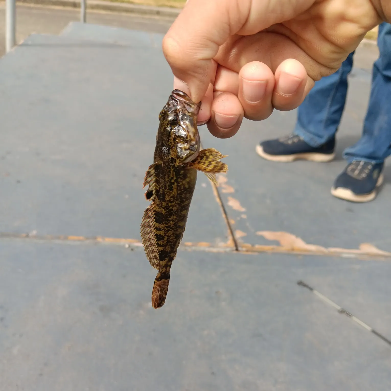 The most recent Mottled sculpin catches on Fishbrain