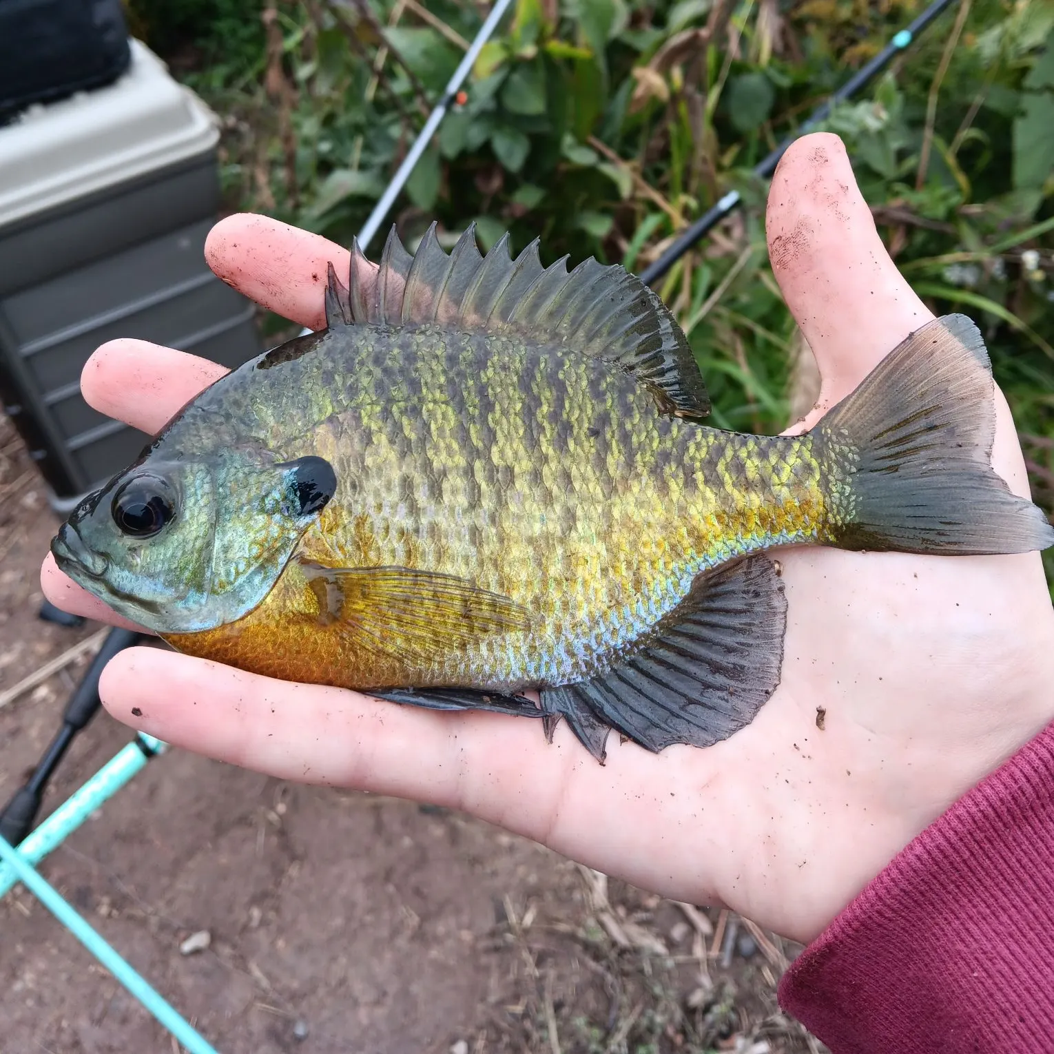 Bluegill caught on Fishbrain