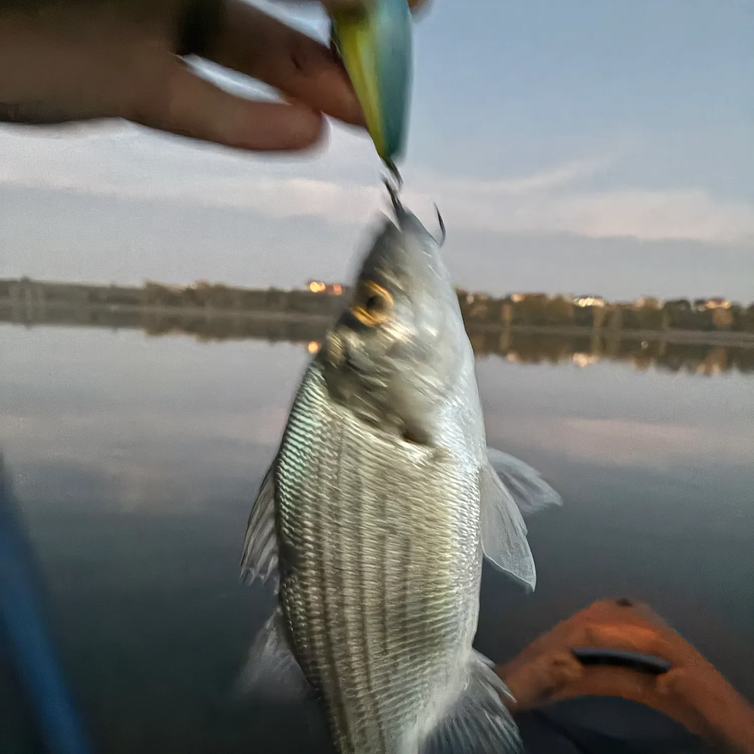 White bass caught on Fishbrain