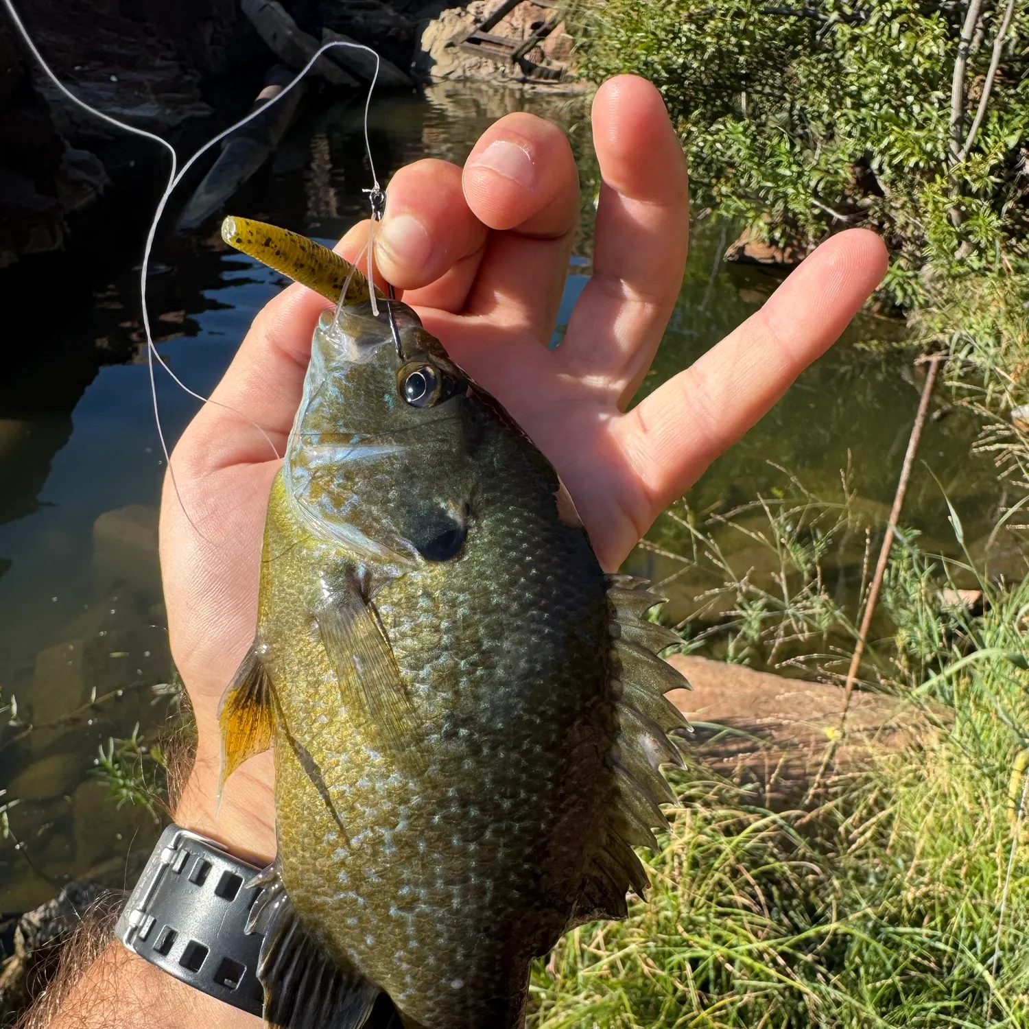 Greengill hybrid caught on Fishbrain
