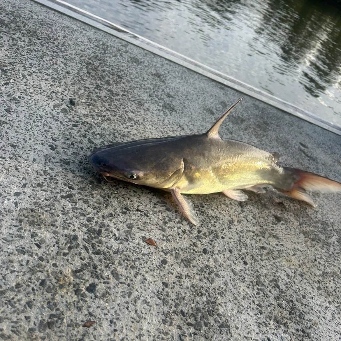 The most recent Channel catfish catches on Fishbrain