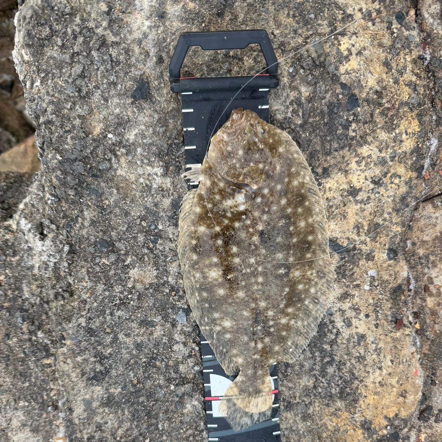 The most recent Stone Flounder catches on Fishbrain