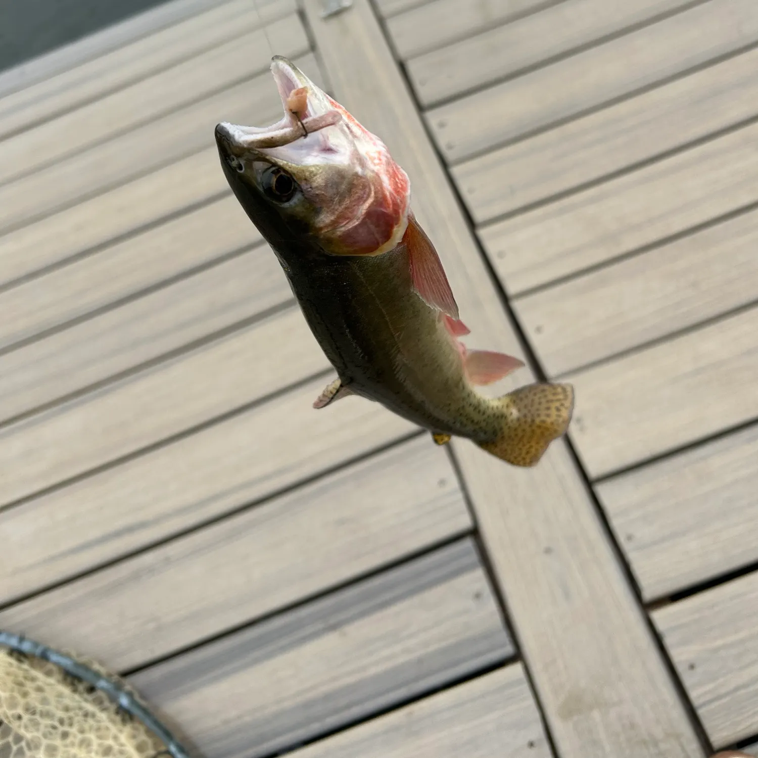 Cutthroat trout caught on Fishbrain