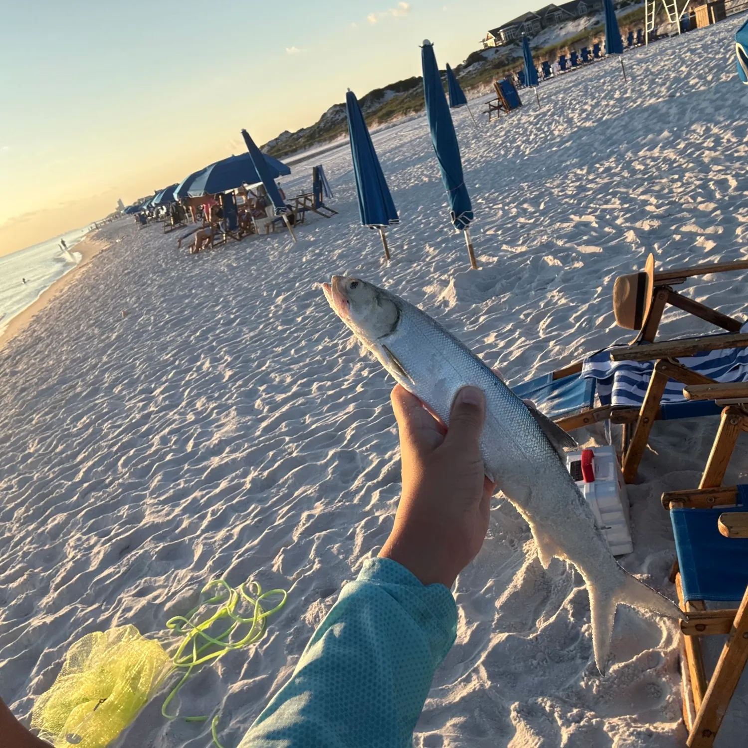 Ladyfish caught on Fishbrain