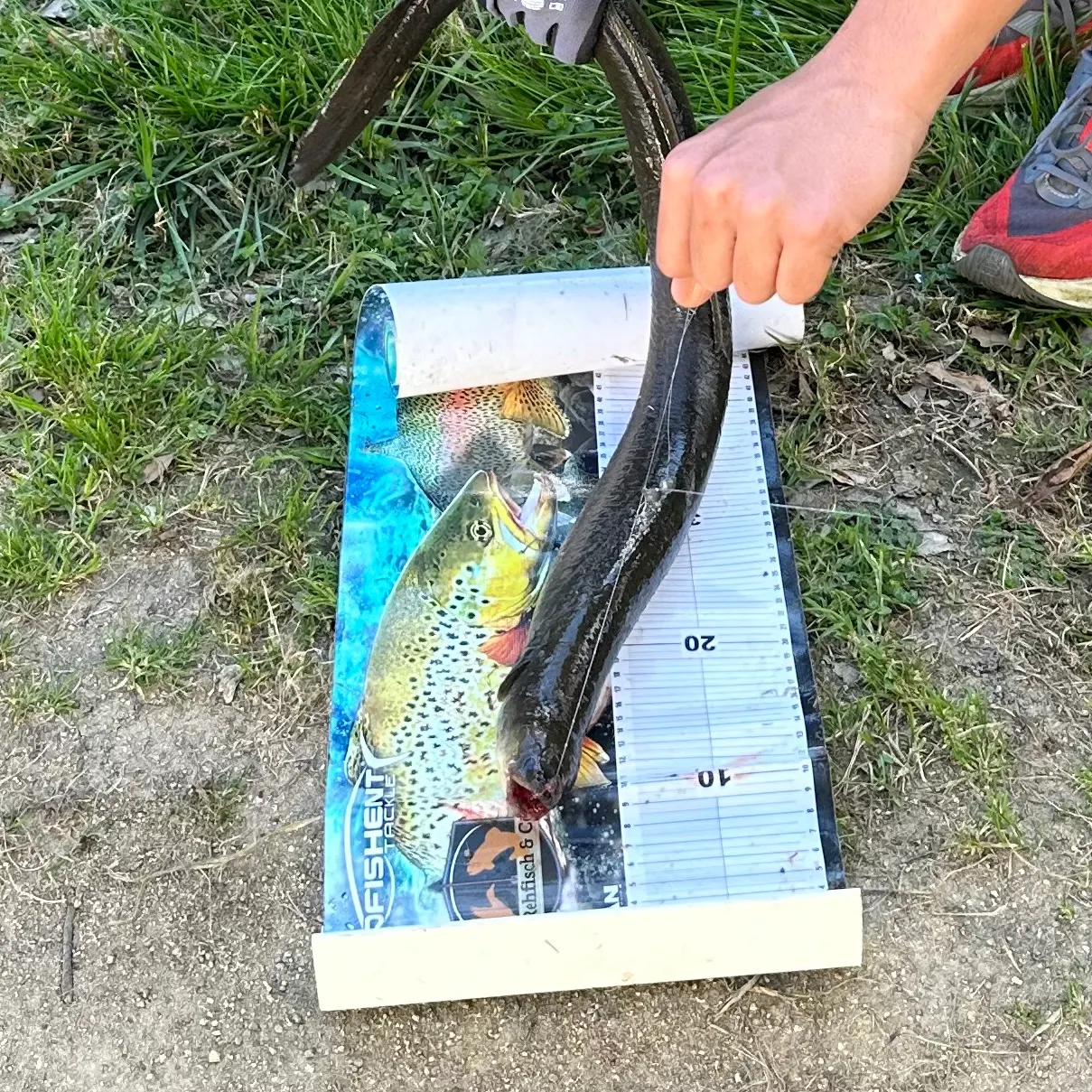 Shortfin eel caught on Fishbrain