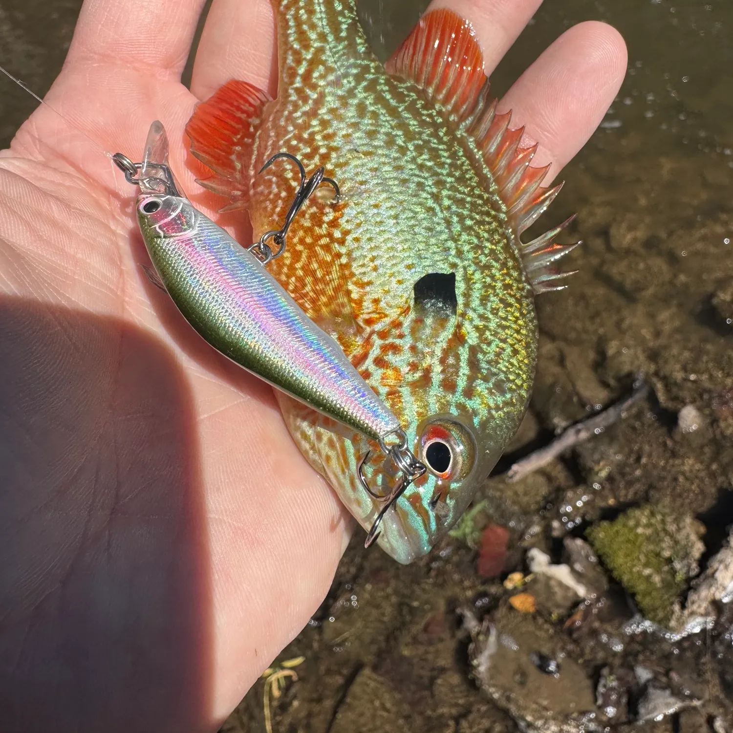 Longear sunfish caught on Fishbrain