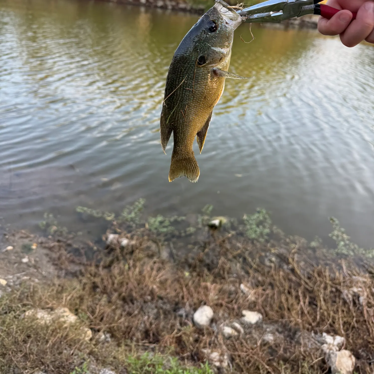 Green sunfish caught on Fishbrain