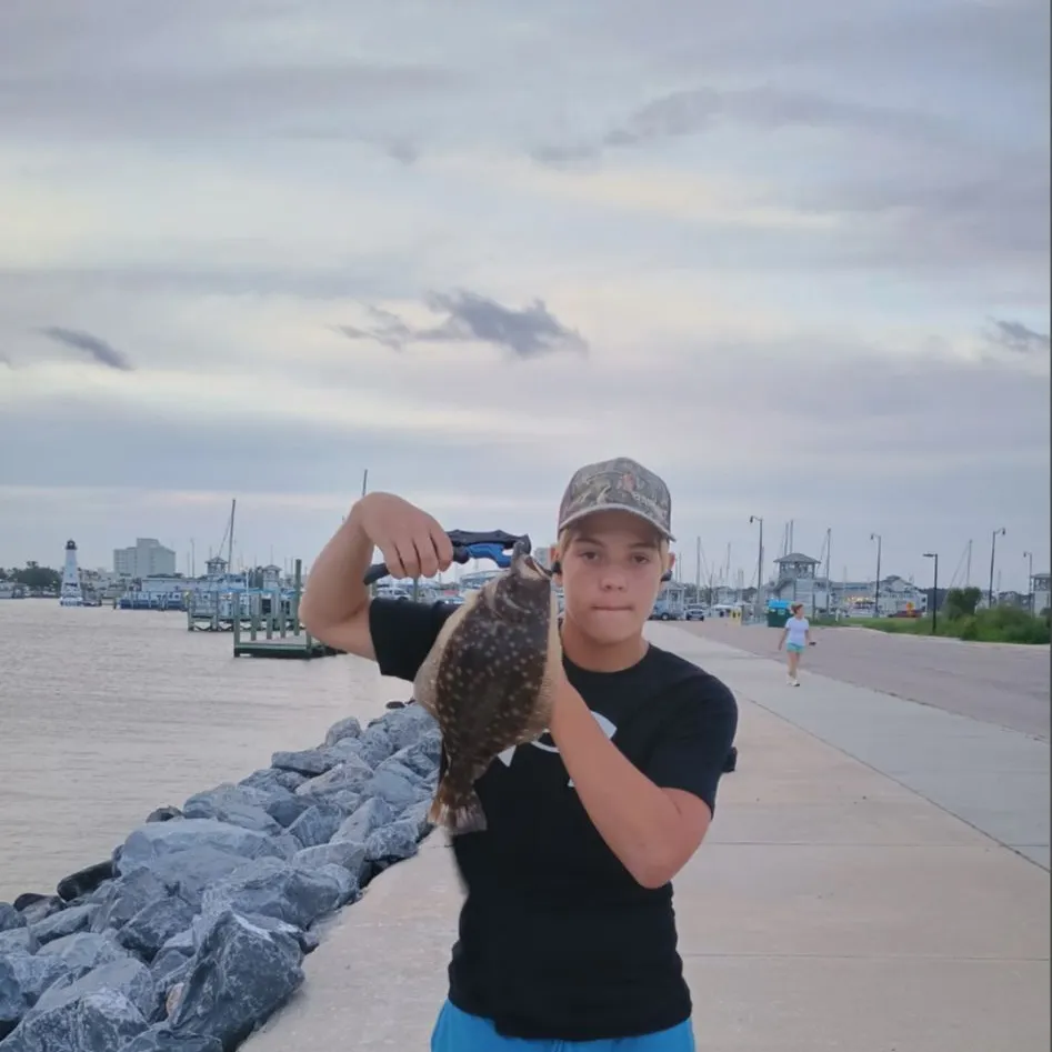 The most recent Southern flounder catches on Fishbrain