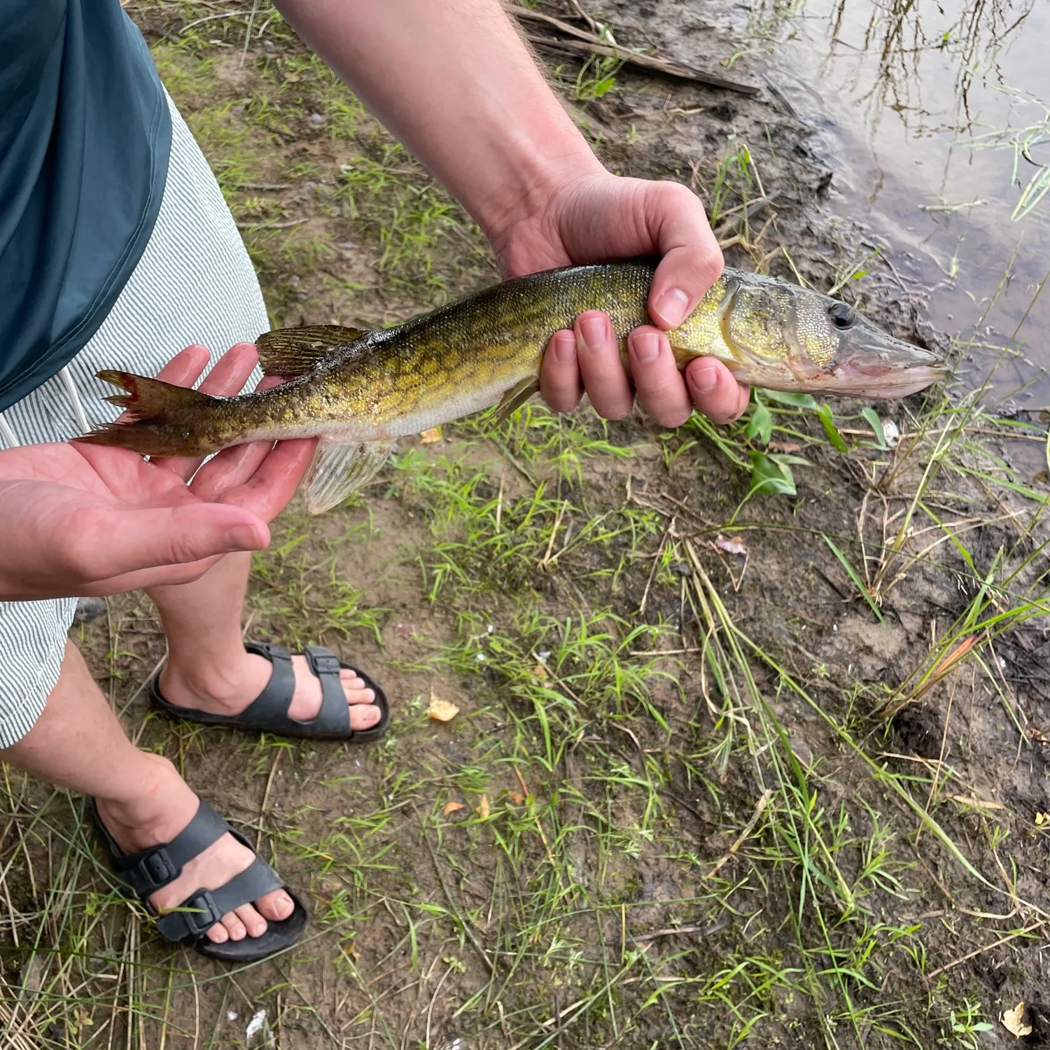 Chain pickerel caught on Fishbrain