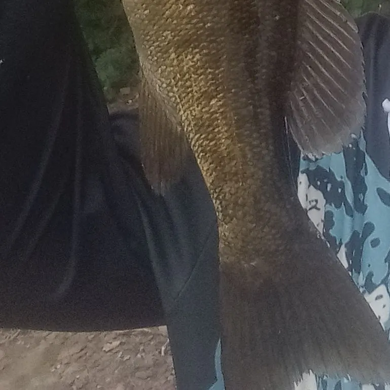Rock bass caught on Fishbrain