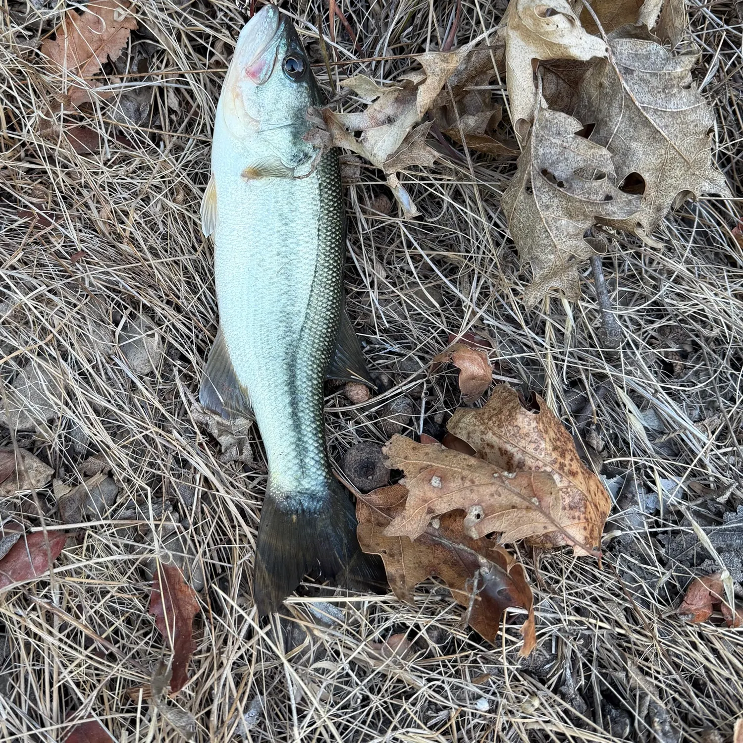 Smallmouth bass caught on Fishbrain