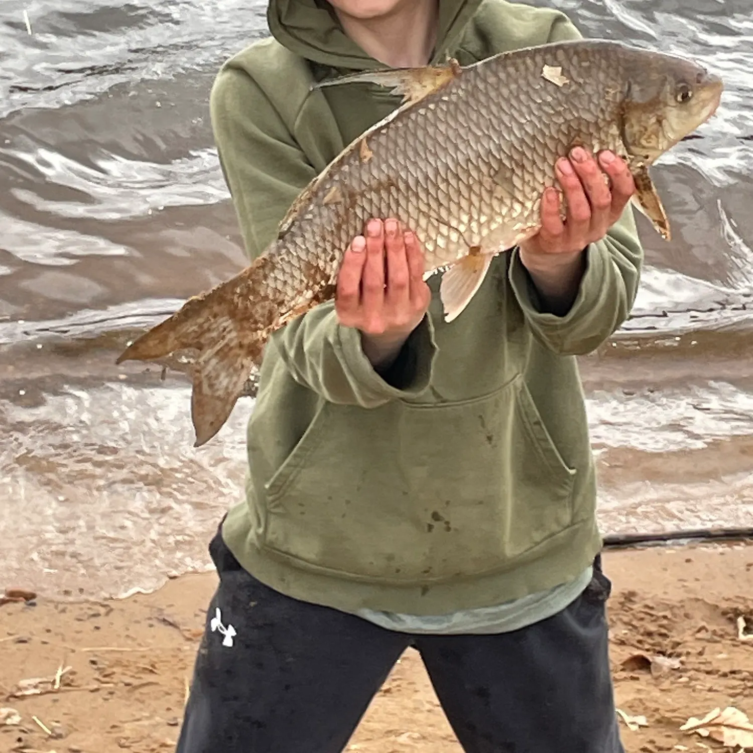 The most recent Quillback catches on Fishbrain