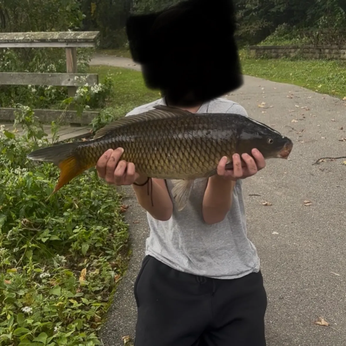 Common carp caught on Fishbrain