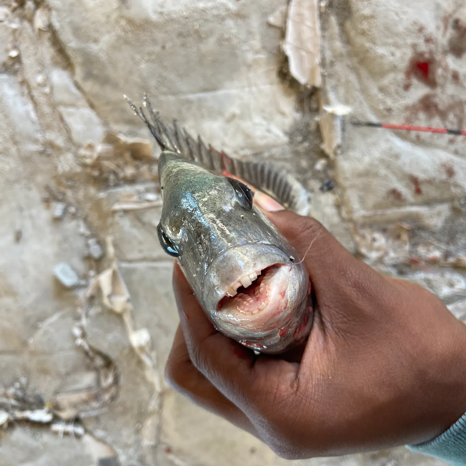 The most recent Sheepshead catches on Fishbrain