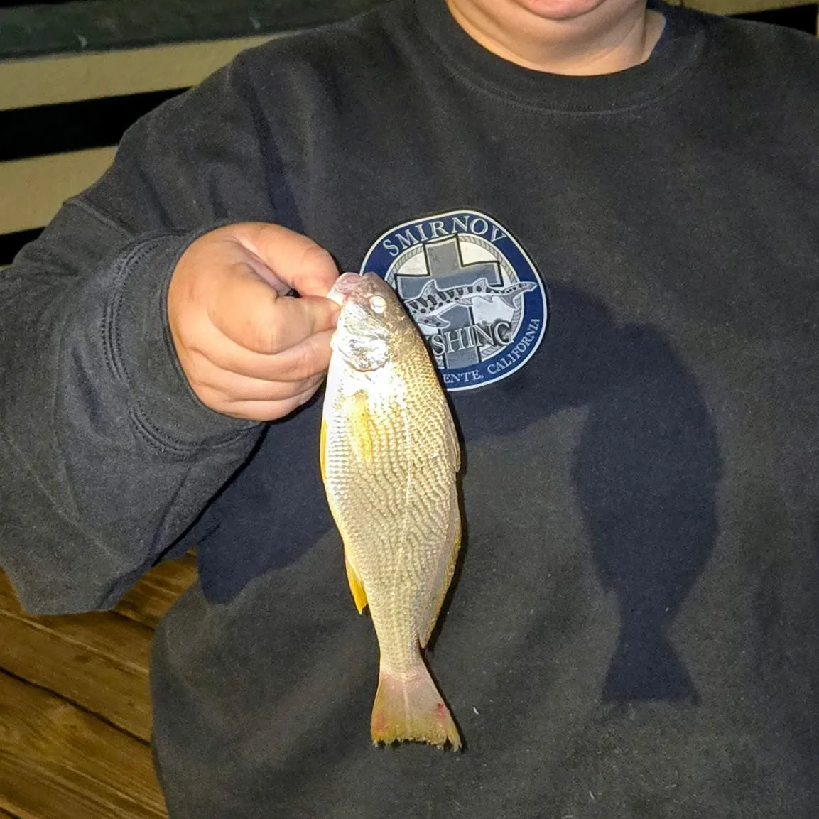 Yellowfin croaker caught on Fishbrain