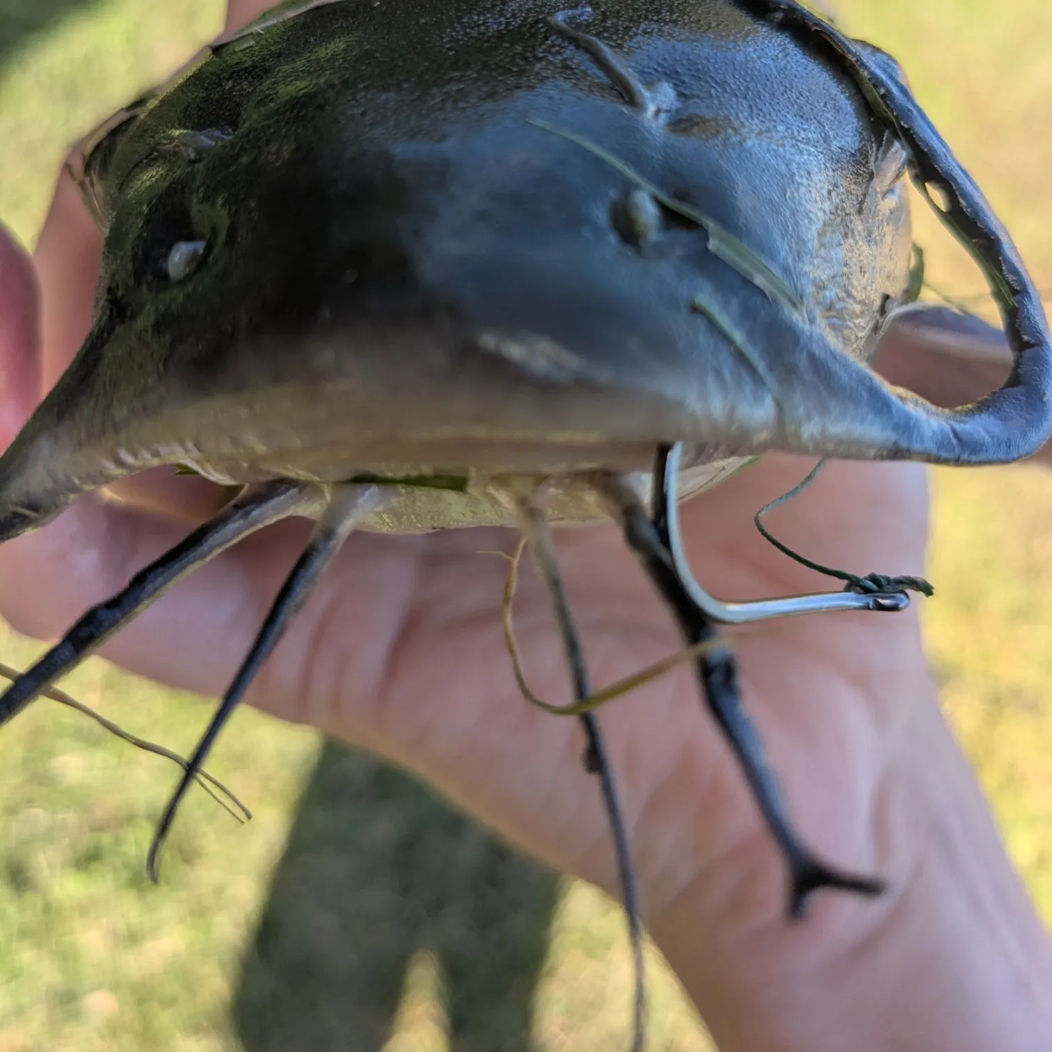 Channel catfish caught on Fishbrain