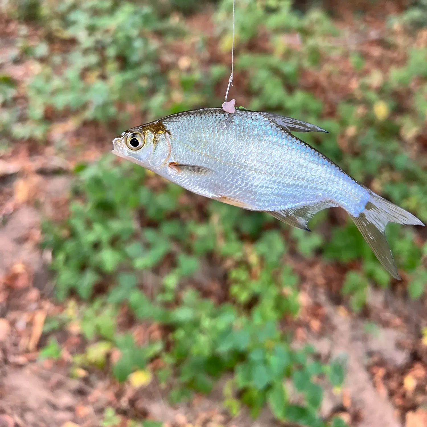 White bream caught on Fishbrain