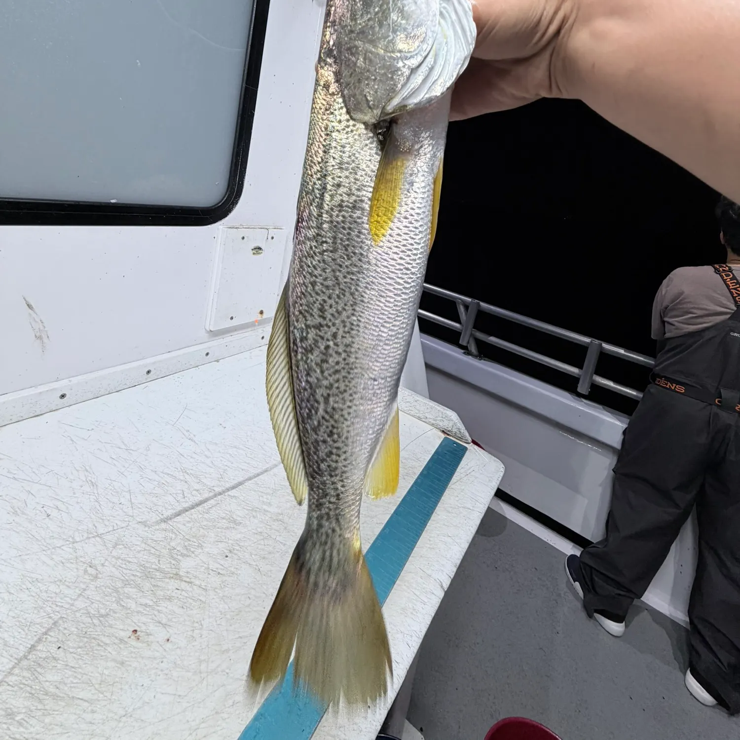 Gray weakfish caught on Fishbrain