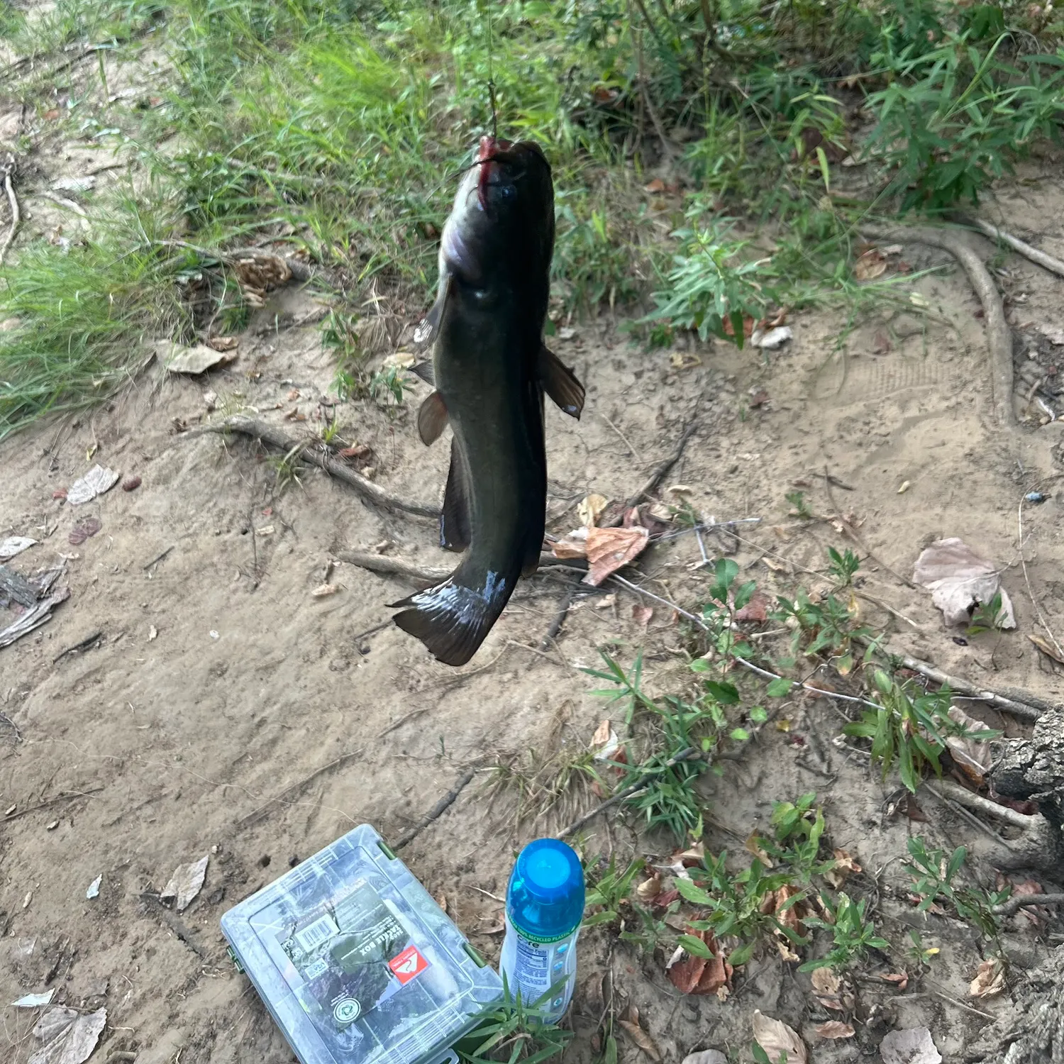 Black bullhead caught on Fishbrain